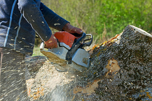 Trusted New Baltimore, VA Tree Services Experts